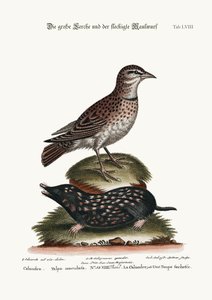 The Calandra, and the Spotted Mole, 1749-73